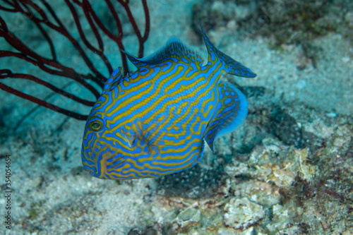 Yellowspotted Triggerfish, Pseudobalistes fuscus 