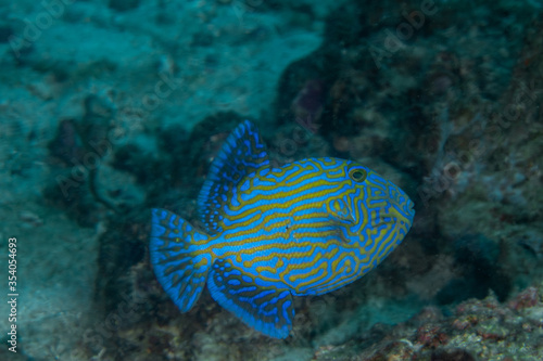 Yellowspotted Triggerfish, Pseudobalistes fuscus  photo