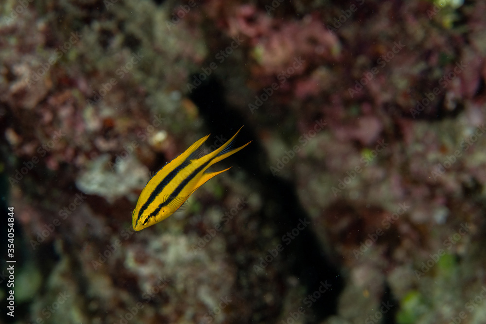 Juvenile Yellowtail Damselfish, Neoglyphidodon nigroris in a tropical