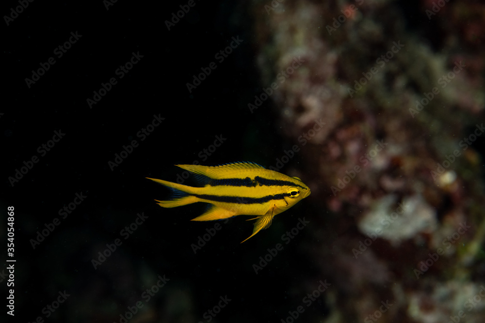 Foto de Juvenile Yellowtail Damselfish, Neoglyphidodon nigroris in a