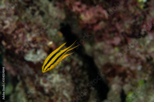 Juvenile Yellowtail Damselfish, Neoglyphidodon nigroris in a tropical coral reef of Andaman sea photo