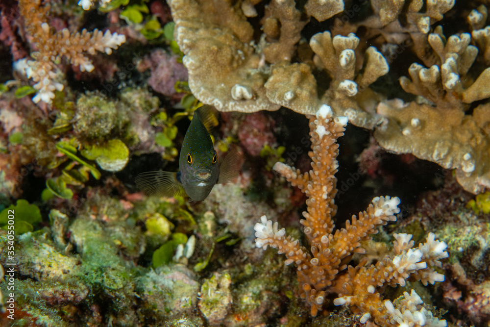 Jewel Damsel, Plectoglyphidodon lacrymatus in a tropical coral reef of Andaman sea Jewel Damsel, Plectoglyphidodon lacrymatus in a tropical coral reef of Andaman sea