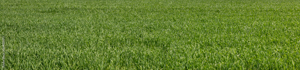 background of green grass field
background of green grass field