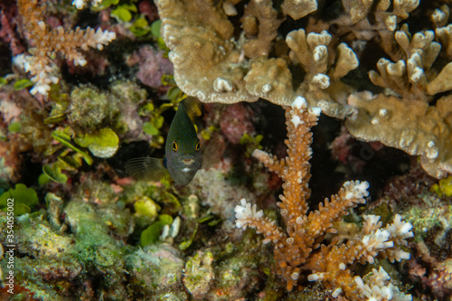 Jewel Damsel, Plectoglyphidodon lacrymatus in a tropical coral reef of Andaman sea