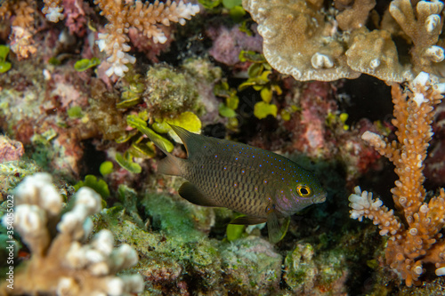 Jewel Damsel, Plectoglyphidodon lacrymatus in a tropical coral reef of Andaman sea