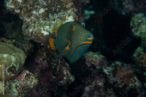 Orange-striped Triggerfish  Balistapus undulatus in a tropical coral reef