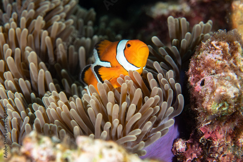 Ocellaris Clownfish, Amphiprion ocellaris swimming among the tentacles of its anemone home.
 photo