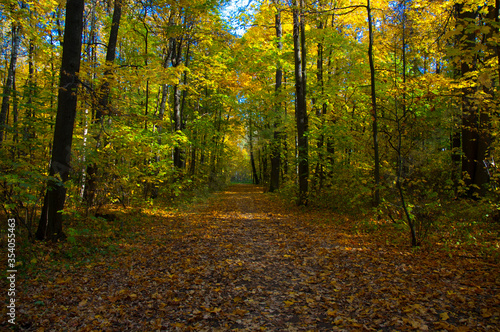 Path in autumn forest