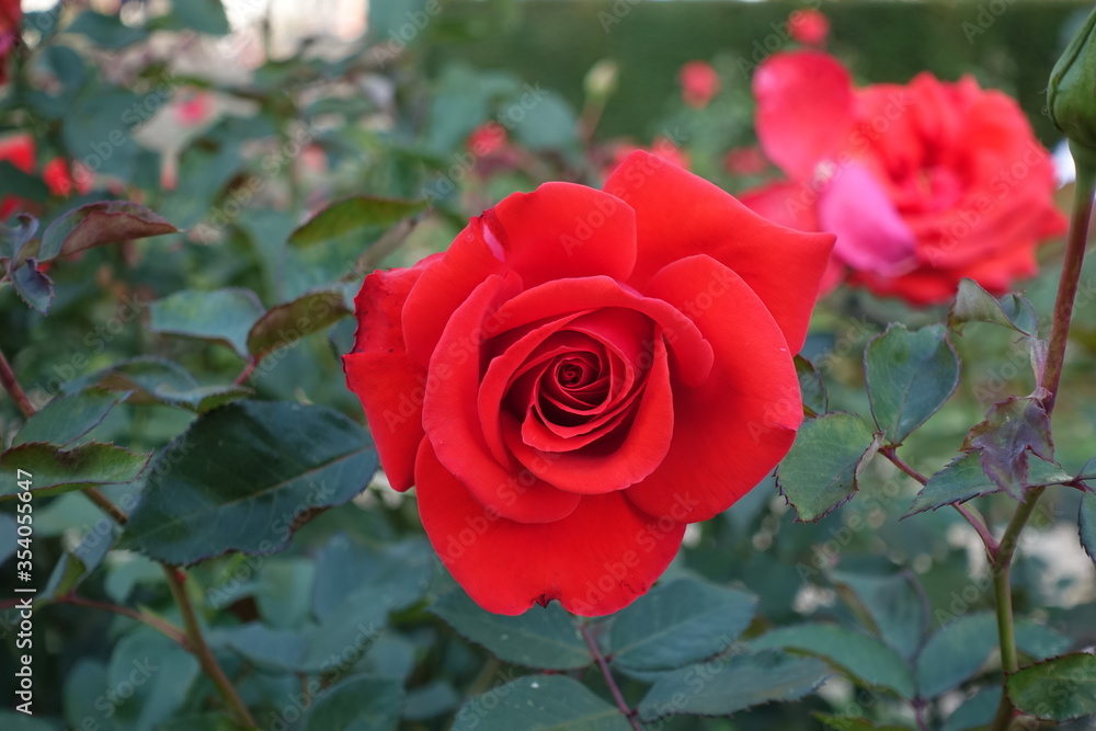 Rose Rose