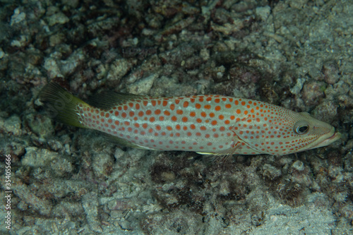Slender Grouper, Anyperodon leucogrammicus in a tropical coral reef 
