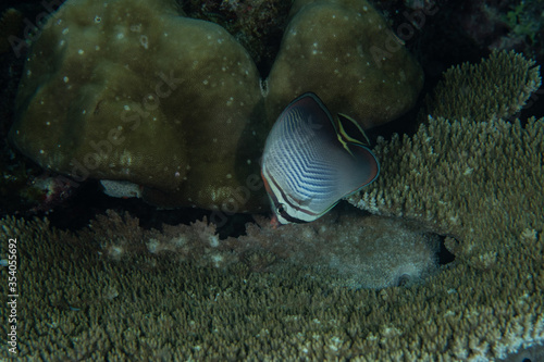 Triangular butterflyfish (Chaetodon triangulum) feeding in a dusky passage of a coral reef in the Andaman Sea photo