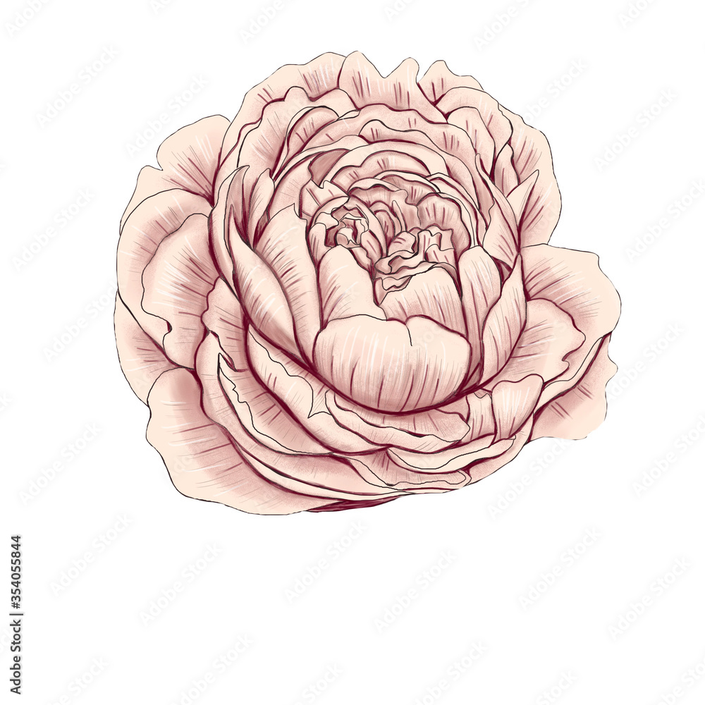 Light pink peony wedding decoration 300 dpi digital art Light pink peony wedding decoration 300 dpi digital art