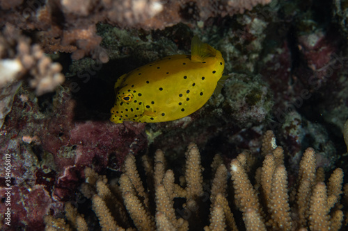 Yellow Boxfish, Ostracion cubicus closeup in tropical Andaman sea photo