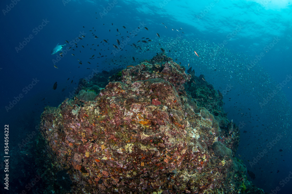Fototapeta premium Colourful coral reef and shoal of fish in a tropical sea of Andaman sea