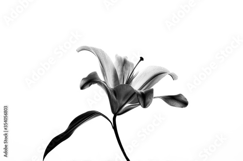 still life giglio in bianco e nero photo