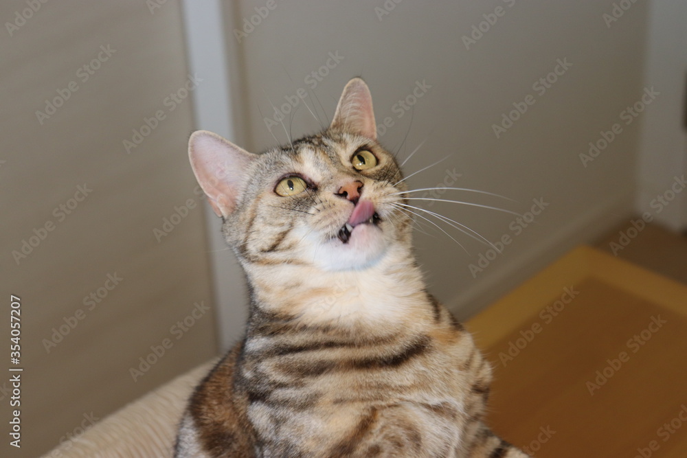 Obraz premium 舌を少し出して上を見る猫アメリカンショートヘア