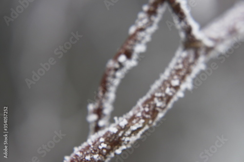 Frozen spruce branches - close up