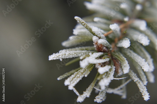 Frozen spruce branches - close up