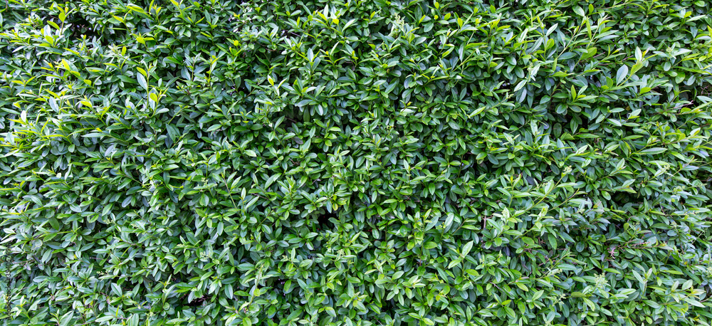Fototapeta premium background of green leaf wall