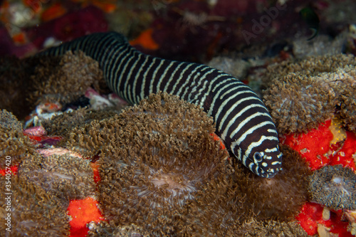 Zebra moray eel, Gymnomuraena zebra living in a tropical coral reef of Similan Islands Thailand.  photo