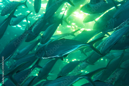School of Club-nosed Trevally, Carangoides chrysophrys in a tropical coral reef of Andaman sea photo