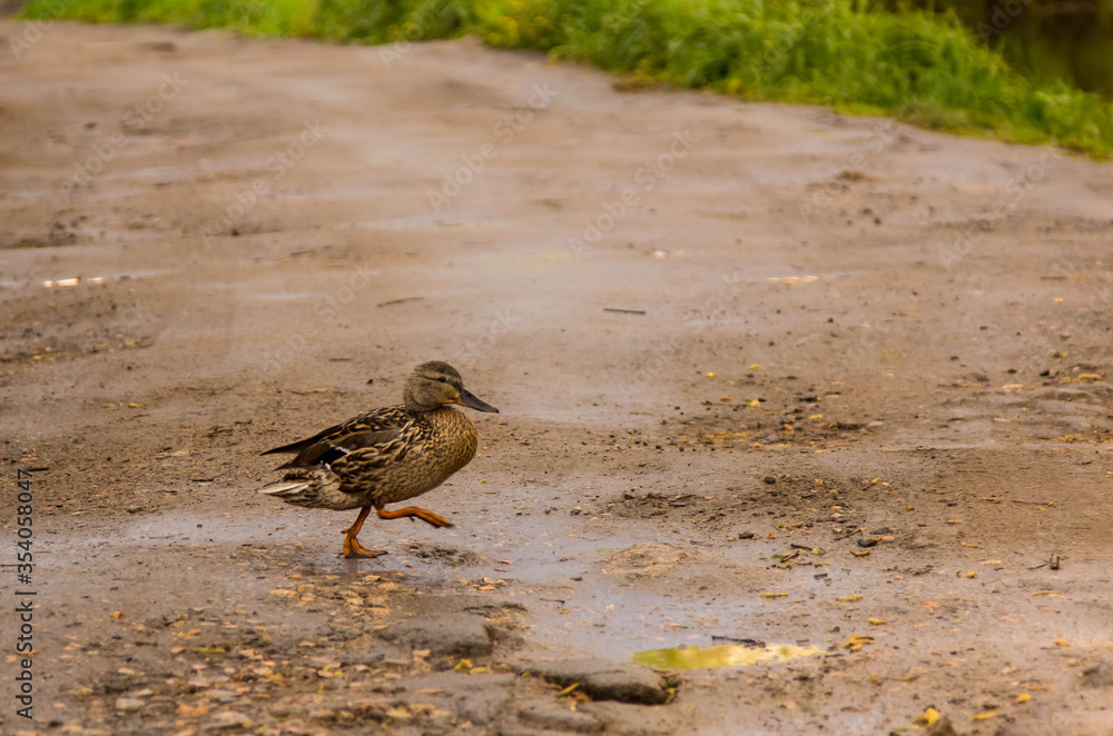 an ordinary duck walks along a country road with puddles after rain