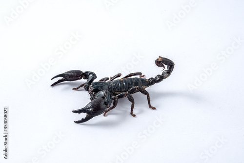 Emperor scorpion  Heterometrus laoticus on white background