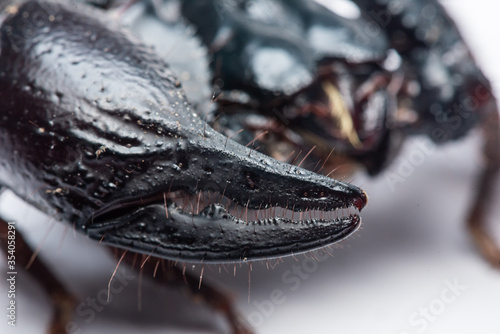 Close up picture of emperor scorpion, Heterometrus laoticus on white background photo