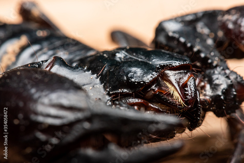 Close up picture of Emperor scorpion  Heterometrus laoticus on wooden background