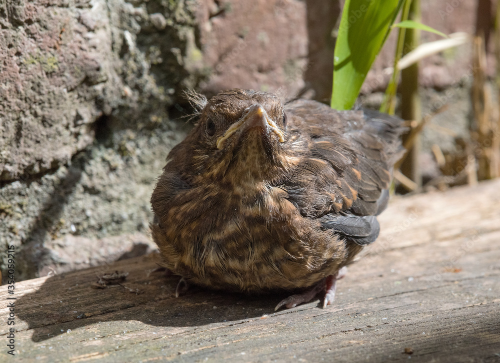 Obraz premium Close-up of a young blackbird (Turdus merula)