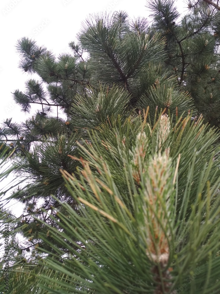 Obraz premium pine tree branches