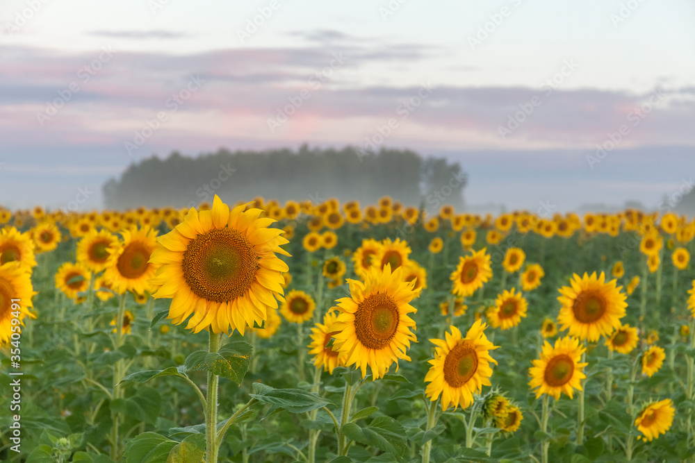 Fototapeta premium Sunrise over the field of sunflowers against a cloudy sky. Beautiful summer landscape. selective focus