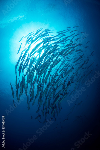 School of Chevron Barracuda, Sphyraena Putnamiae in a tropical blue waters of Andaman sea