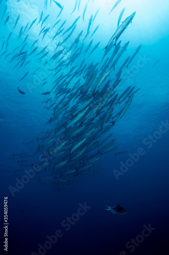 School of Chevron Barracuda, Sphyraena Putnamiae in a tropical blue waters of Andaman sea
