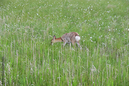 Fototapeta Naklejka Na Ścianę i Meble -  Deer to walk the marsh
