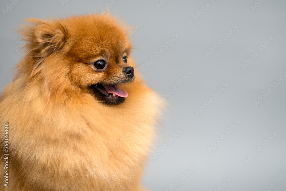 Pomeranian spitz portrait at studio Pomeranian spitz portrait at studio