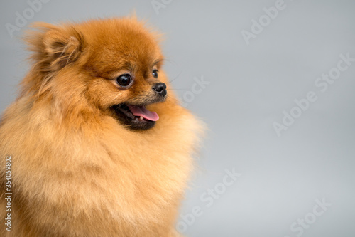 Pomeranian spitz portrait at studio