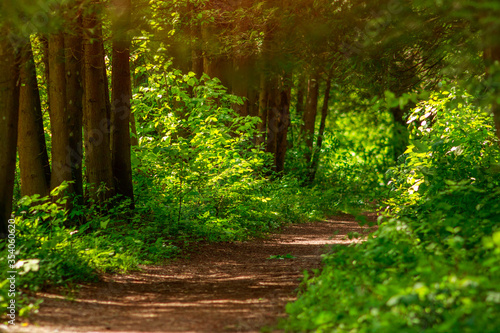 Trail path in green forest park, tourism and hiking trips outdoors
