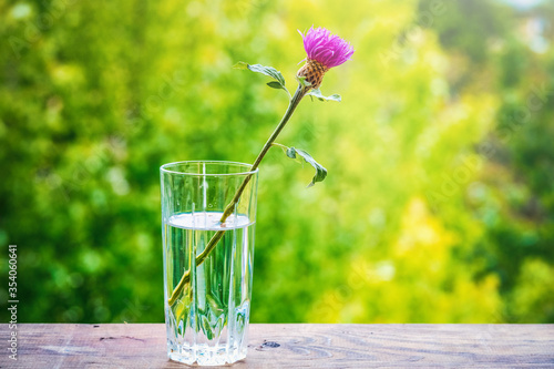 cornflower in a glass with water on a windowsill on a background of nature