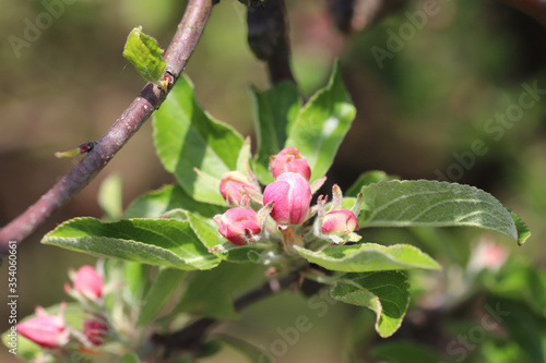 pink and white apple flowers, flowering in the orchard