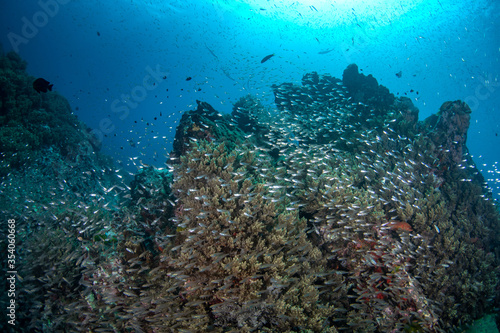 Colourful coral reef and shoal of fish in a tropical sea of Andaman sea