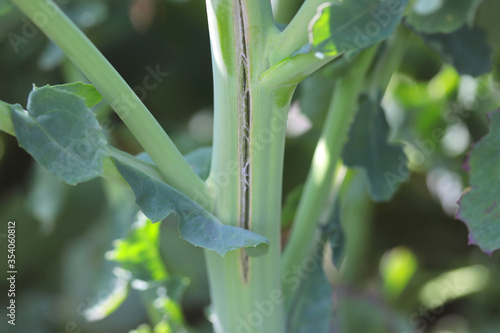 Wall Mural Nutrient deficiencies in plants, micronutrient deficiencies, boron deficiency in