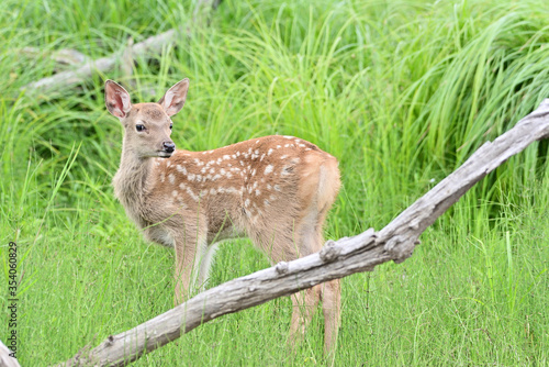 Fawn of Cervus hortulorum photo