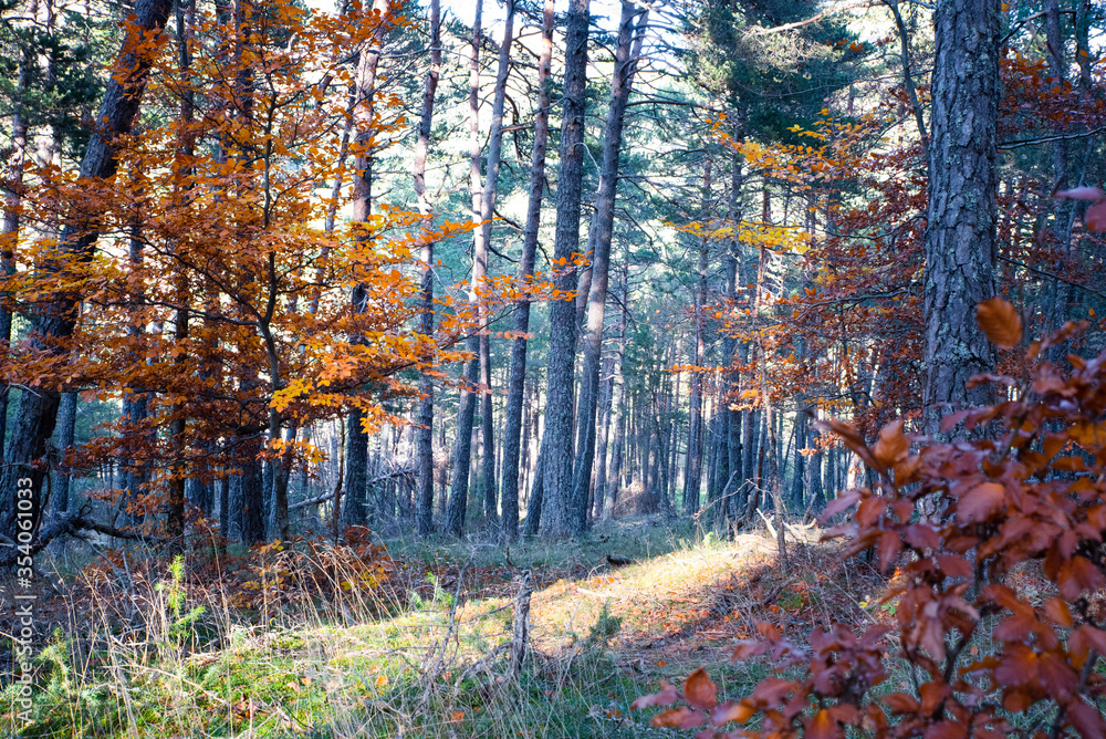 Fototapeta premium Sous bois en automne