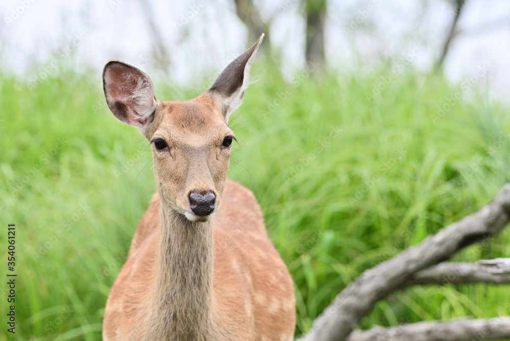 Cervus hortulorum