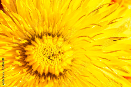 yellow dandelion flower with visible details. background