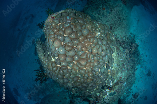 Colony of Elephant ear anemone/giant cup mushroom (Amplexidiscus fenestrafer) on the coral reef of Similan Islands, Thailand photo