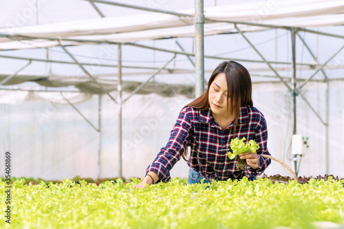 Young farmer woman checking fresh lettuce organic vegetable with basket at greenhouse hydroponic organic farm. Owner small business entrepreneur organic vegetable farm and healthy food concept