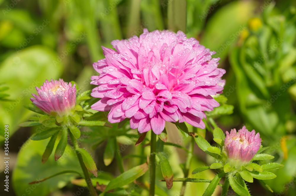 Pink Aster blooms in the garden Pink Aster blooms in the garden