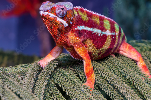 Chameleon furcifer pardalis ambilobe panther chameleon sitting on tree branch. Close up chameleon panther on nature background.